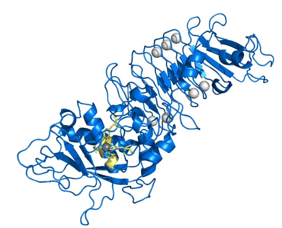 Serrapeptase Powder Bulk