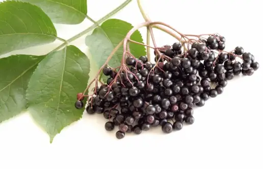 Elderberry Fruit 