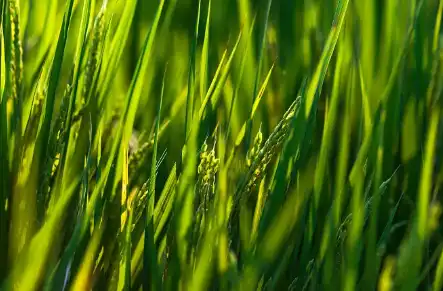 barley grass powder barley grass powder
