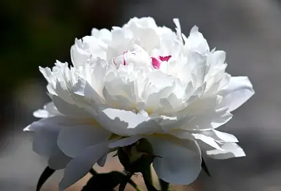 paeoniflorin source