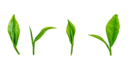catechin 