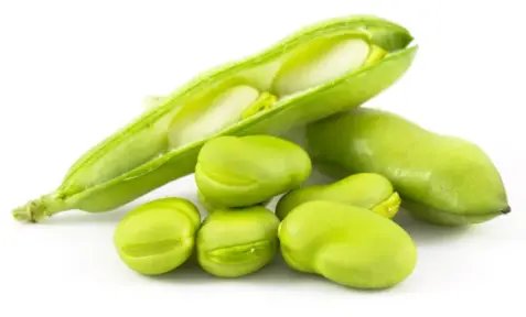 Fava Bean Protein Concentrate