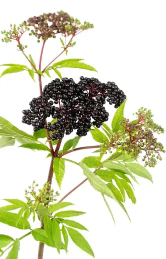 Elderberry 