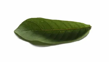 Guava Leaf Extract Powder