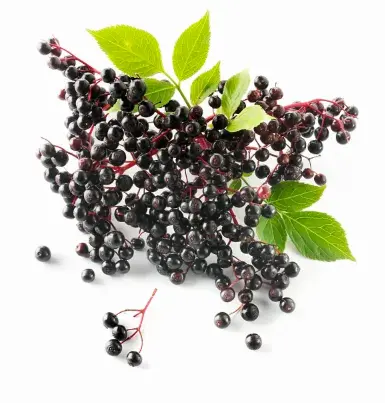  Elderberry 