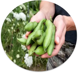 Broad Bean