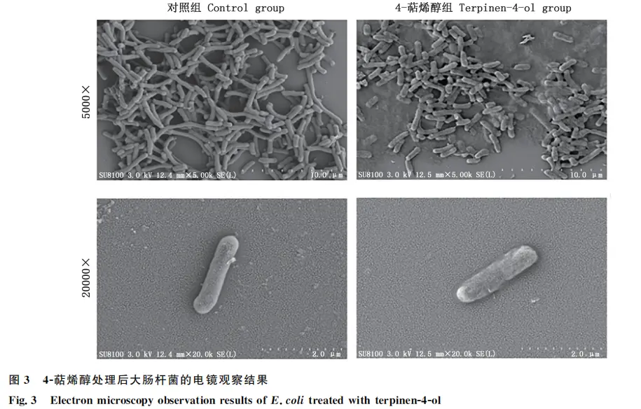 Antibacterial Experiments