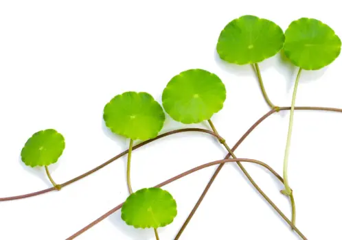 Centella asiatica Centella asiatica