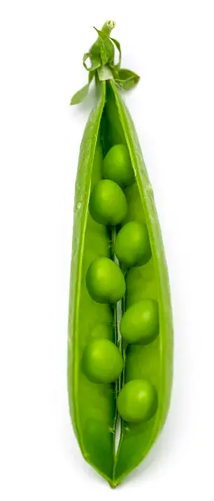 pea