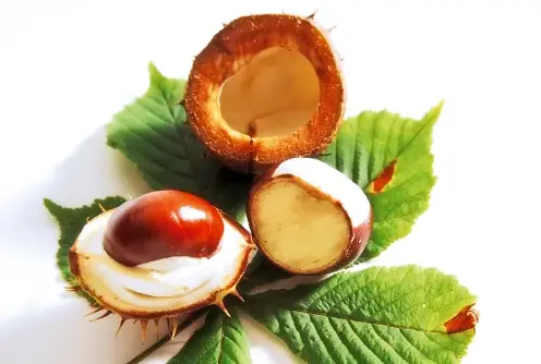 chestnut