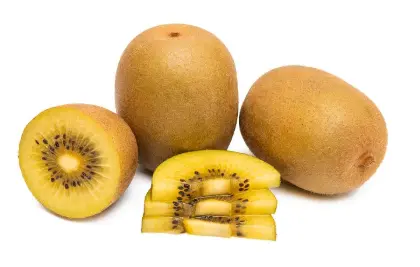 Golden Kiwi Golden Kiwi