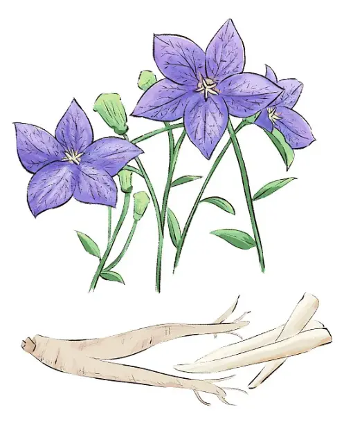 Platycodon Grandiflorus