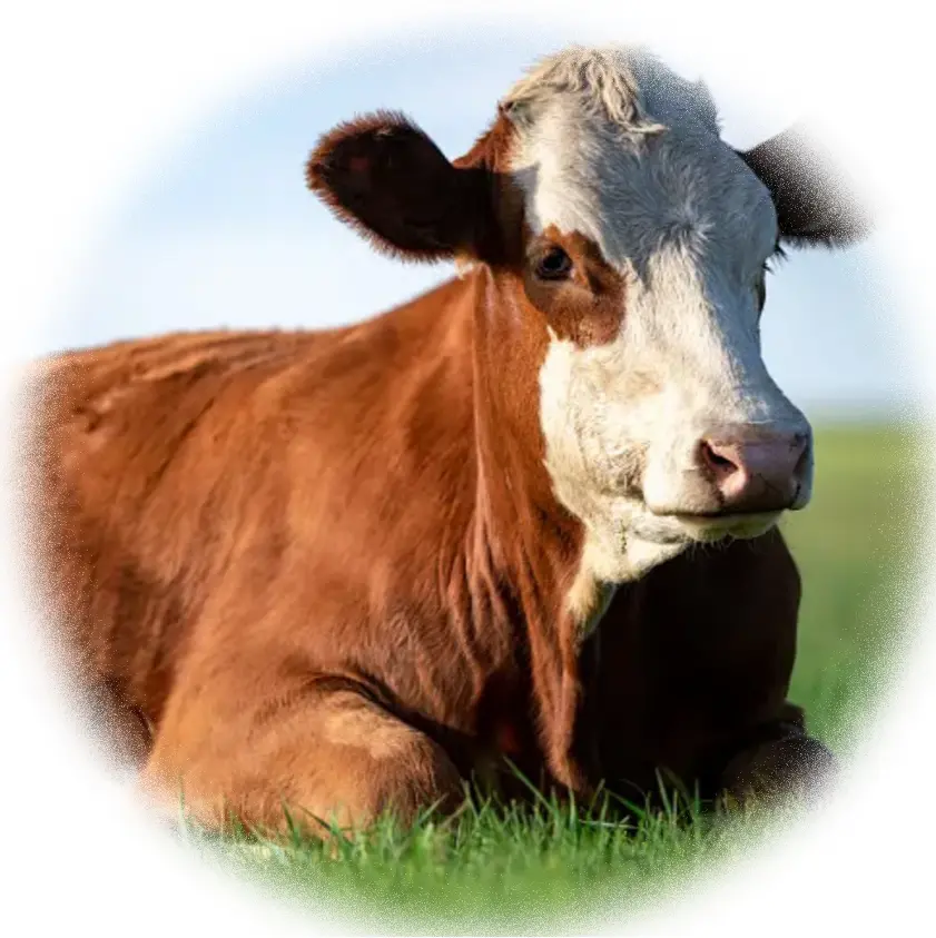 Hydrolyzed Bovine Collagen Protein