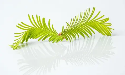 Huperzia serrata Huperzia serrata