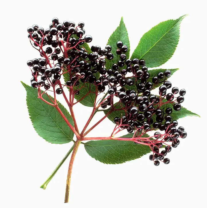 Elderberry 