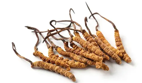 Cordyceps sinensis Cordyceps sinensis