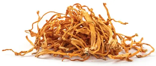 Cordyceps militaris
