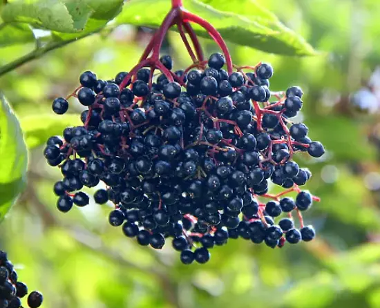 Elderberry 