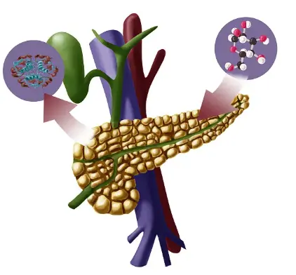 Insulin production Insulin production