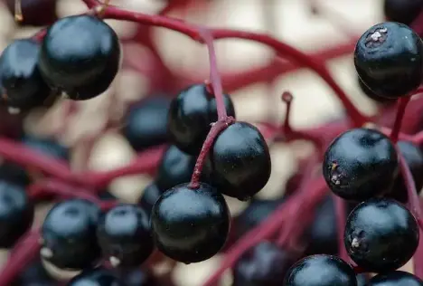 Elderberry 
