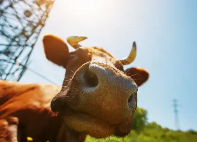 Ox