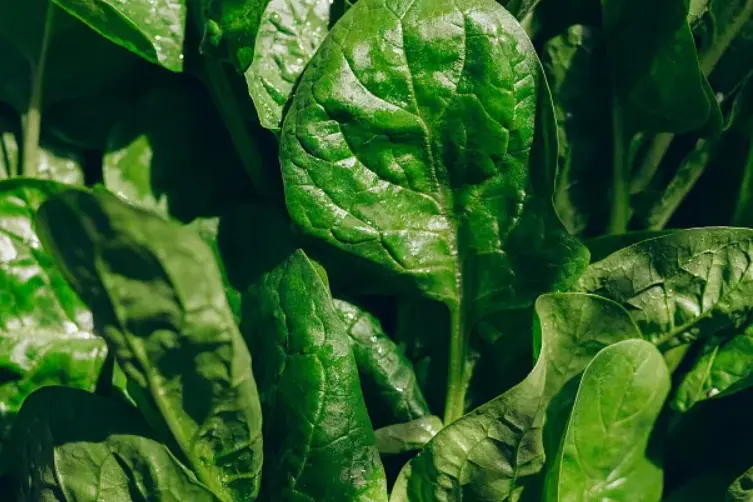 Spinach 
