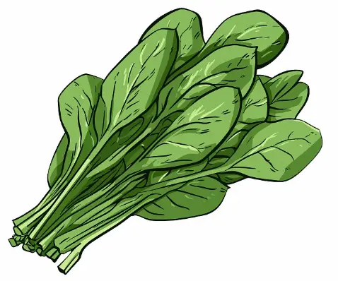 Spinach 