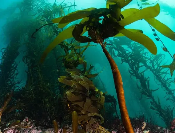 Kelp 