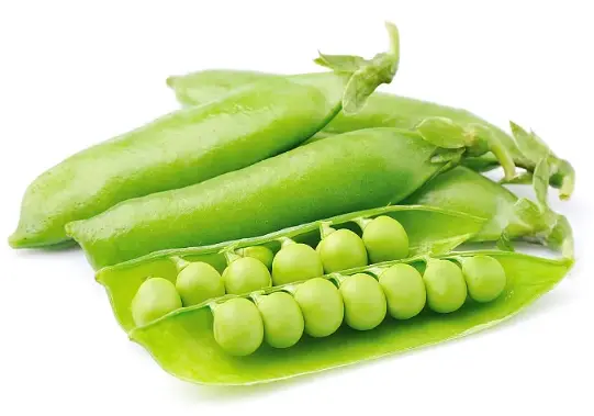 Organic Pea Protein Powder Bulk
