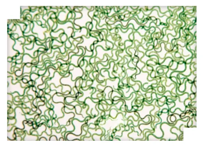 Spirulina 