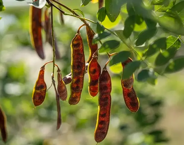 carob tree