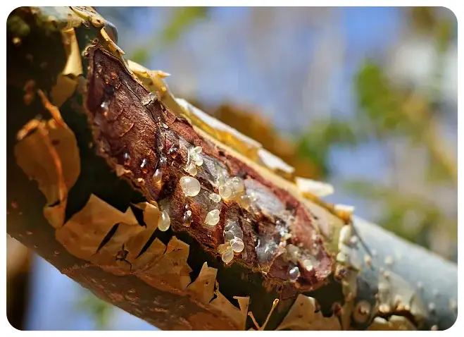 Boswellia Extract Powder Boswellia Extract Powder