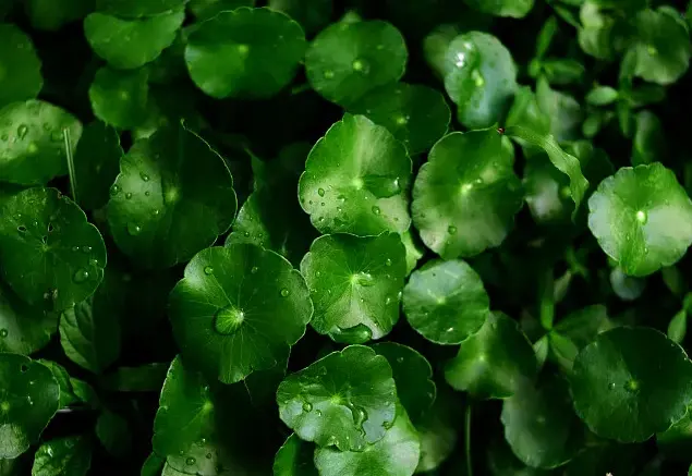 Centella Asiatica Extract සැපයුම්කරු