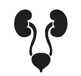 Urinary Tract system Urinary Tract system