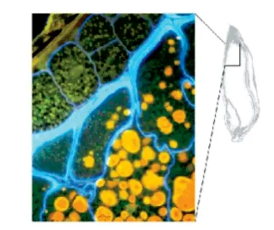 Fluorescently stained sections of oat kernels. The β-glucan on the oat cell walls fluoresces bright blue after staining.