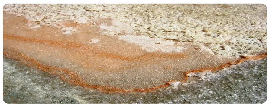 Dunaliella Salina Dunaliella Salina