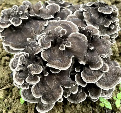 Maitake Mushroom Extract Maitake Mushroom Extract