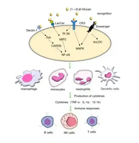 mechanism behind boosting immunity mechanism behind boosting immunity