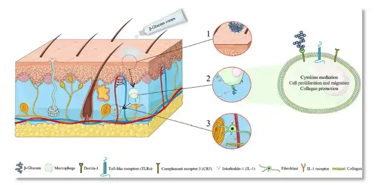 The process of yeast β-glucan penetrating the skin