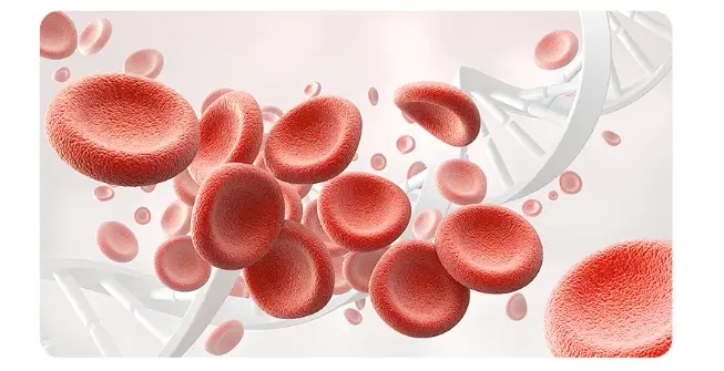 Protects the cardiovascular system Protects the cardiovascular system