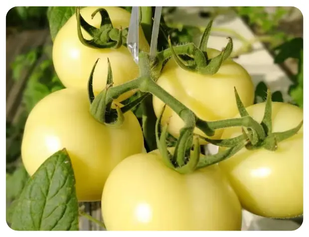 White Tomato
