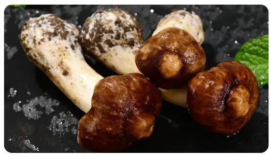 Agaricus Blazei Murill Extract
