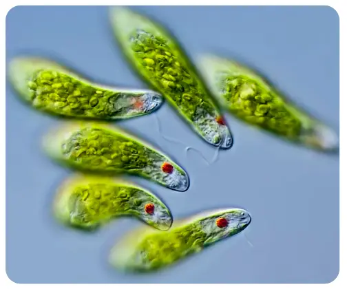 Euglena 