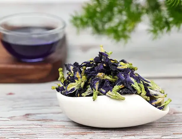 butterfly pea flower