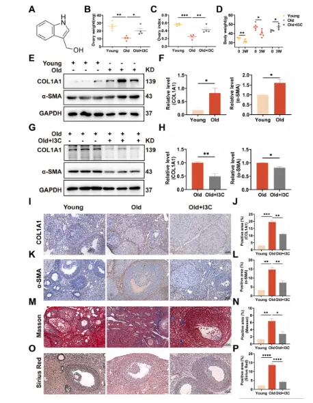 I3C alleviates ovarian fibrosis in aged mice