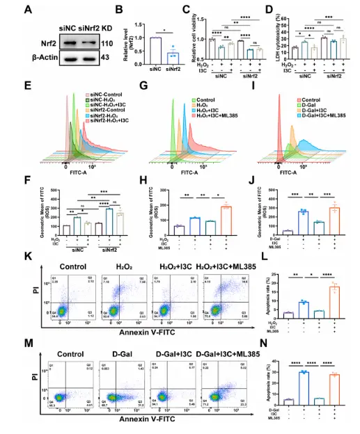 I3C alleviates ovarian apoptosis and oxidative stress in aged mice