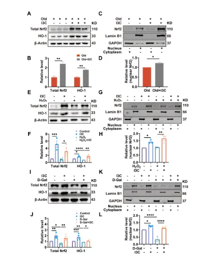 I3C delays ovarian aging in aged mice