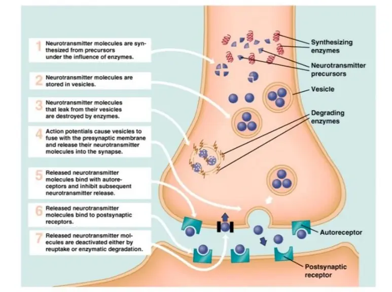  Mechanism of Action