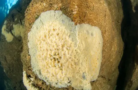 Freshwater sponge
