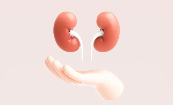 Are There Any Health Medical Raw Materials For Kidney Health?